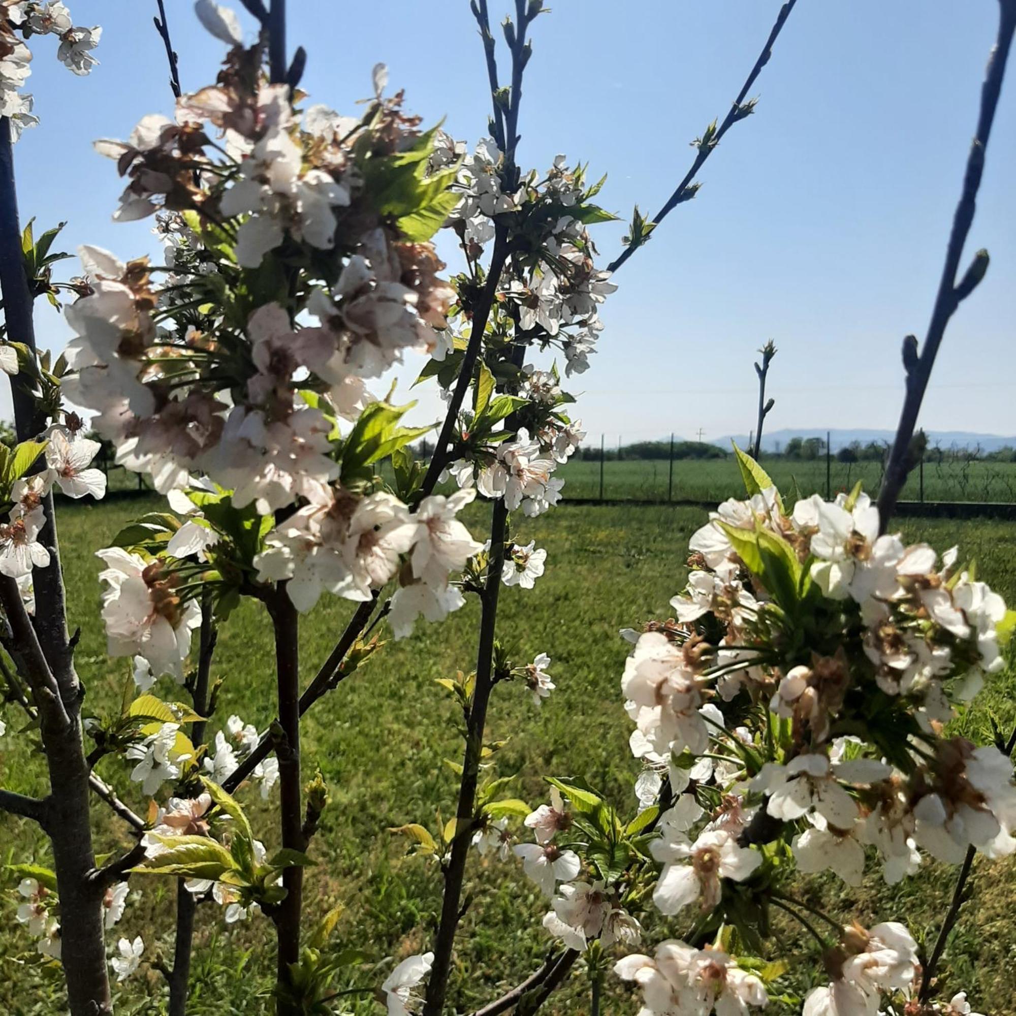 Ligaria  Αρχοντικό Παπανικολάου 빌라 외부 사진