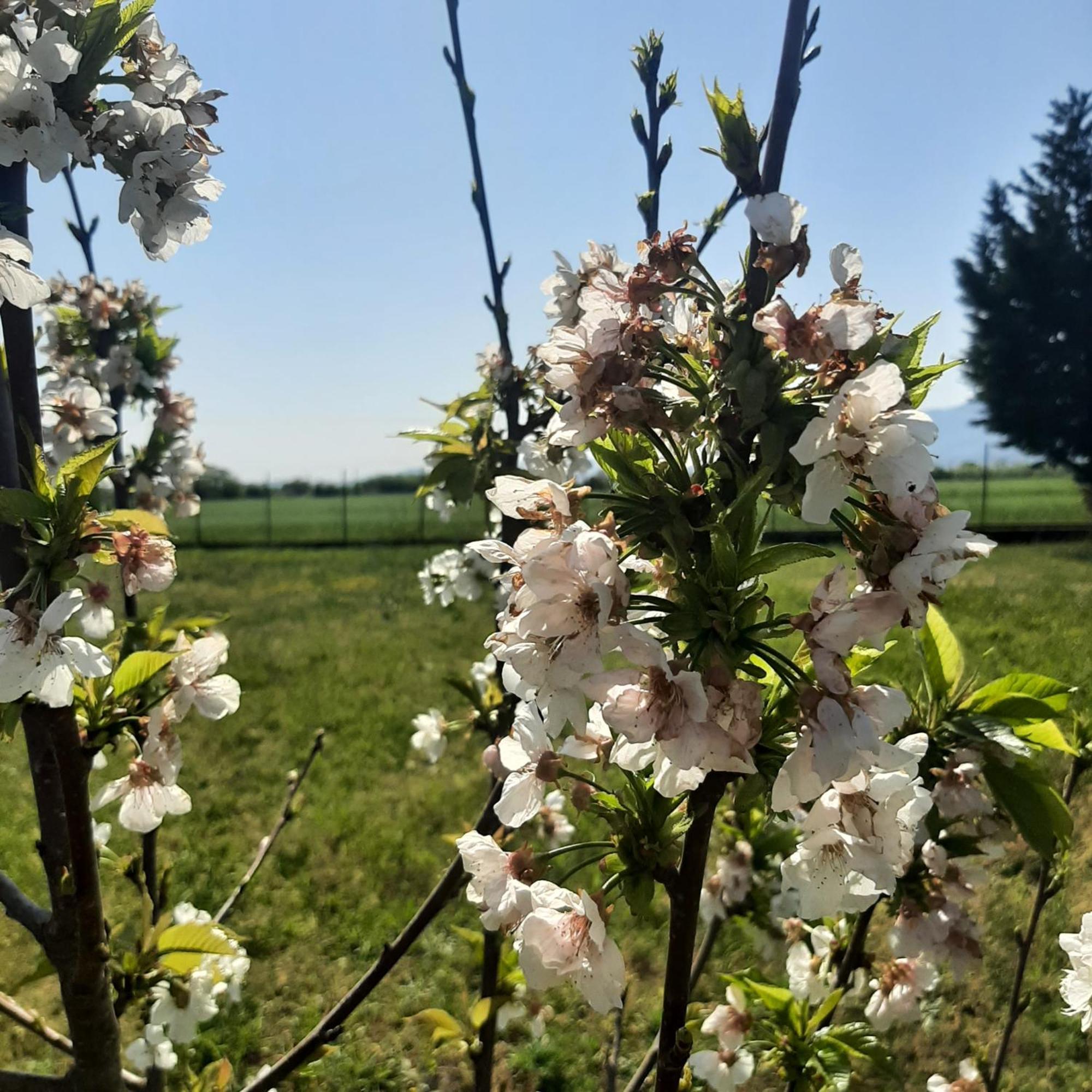 Ligaria  Αρχοντικό Παπανικολάου 빌라 외부 사진