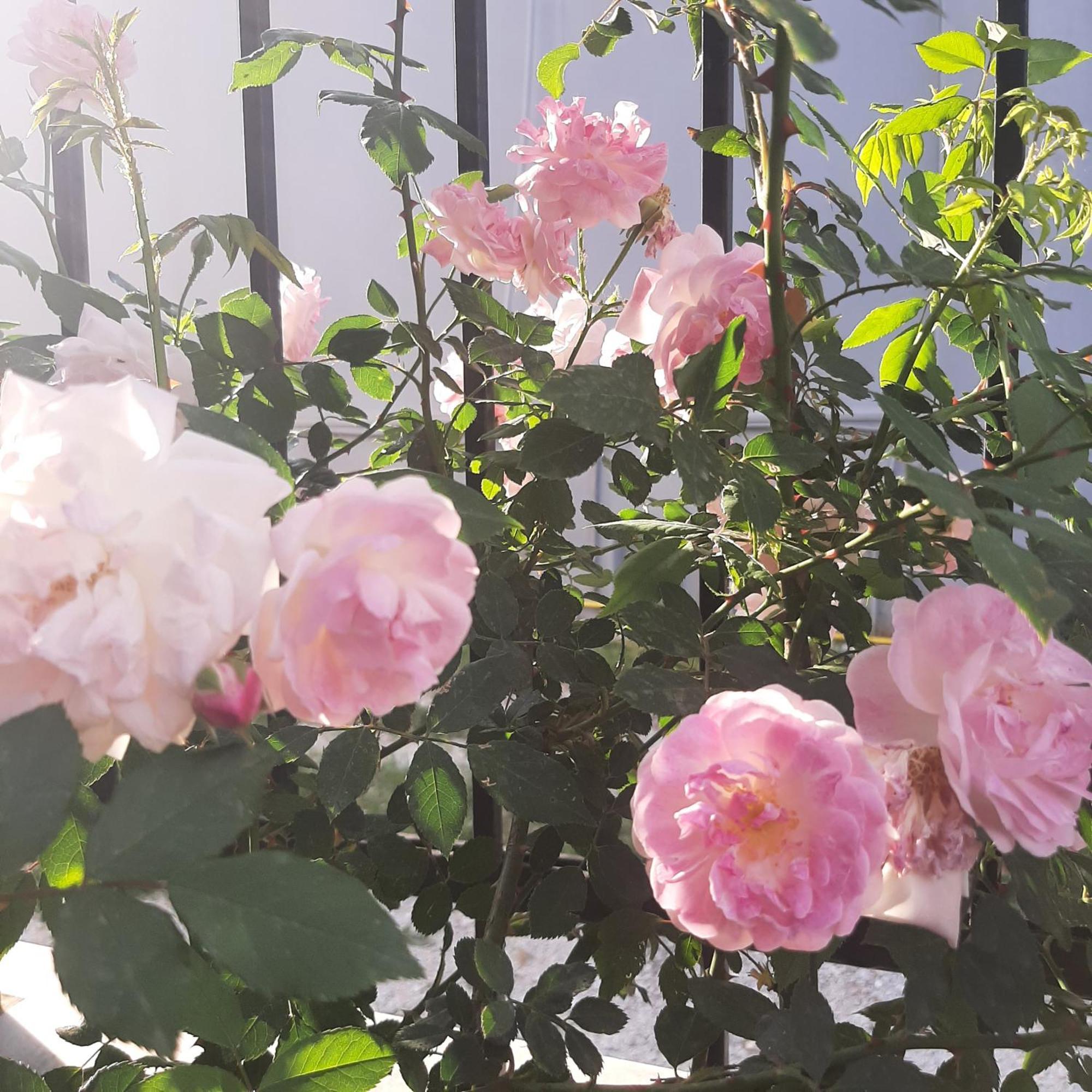 Ligaria  Αρχοντικό Παπανικολάου 빌라 외부 사진