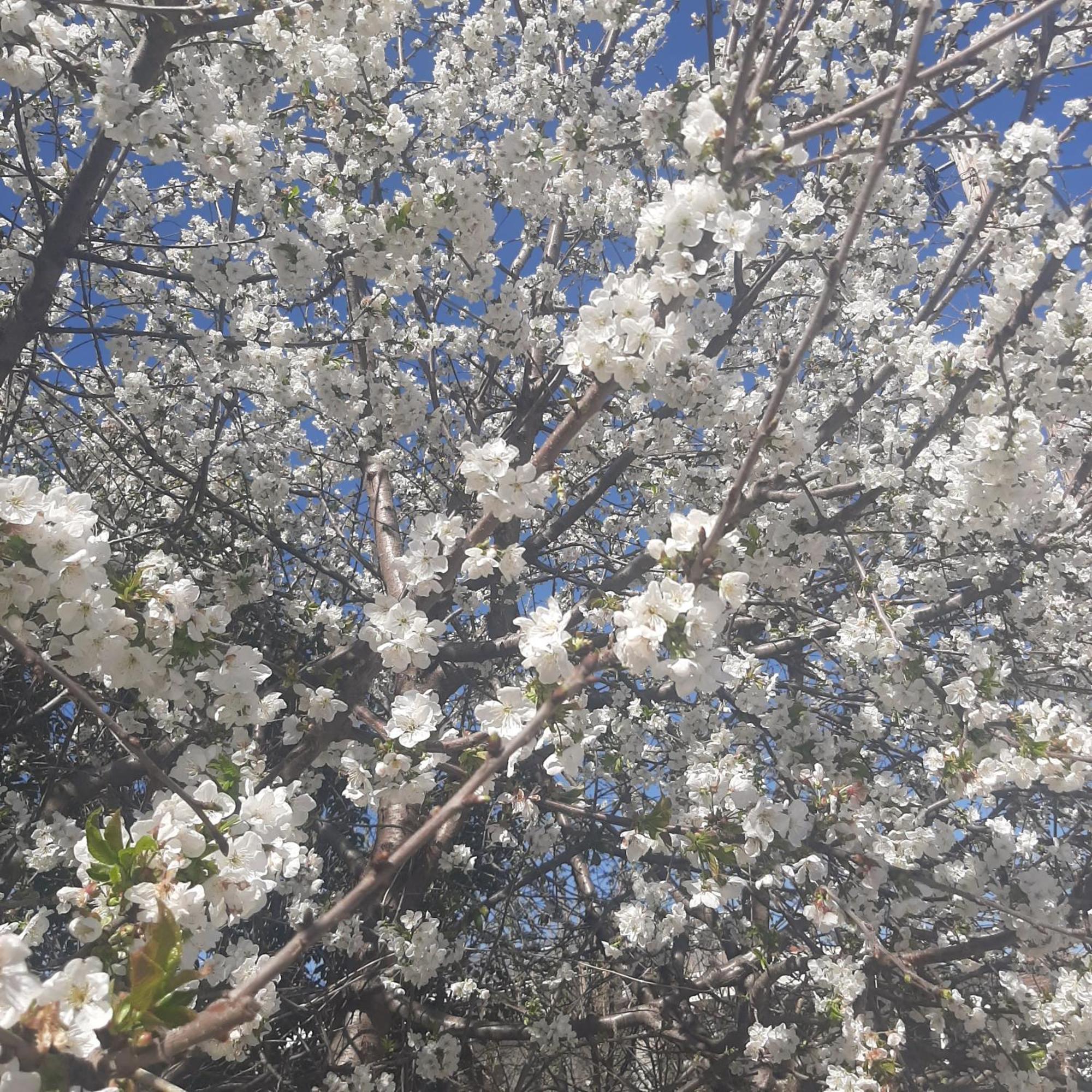 Ligaria  Αρχοντικό Παπανικολάου 빌라 외부 사진