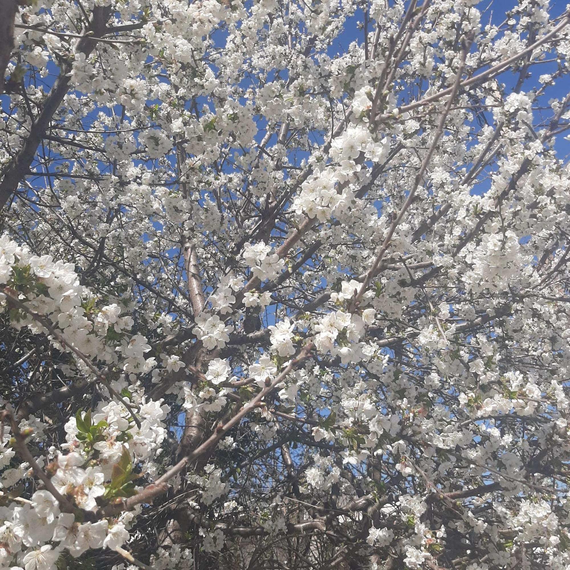 Ligaria  Αρχοντικό Παπανικολάου 빌라 외부 사진