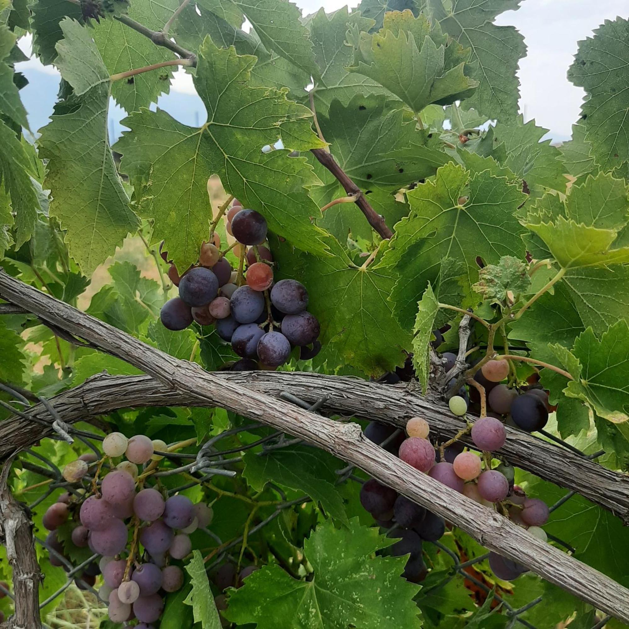 Ligaria  Αρχοντικό Παπανικολάου 빌라 외부 사진